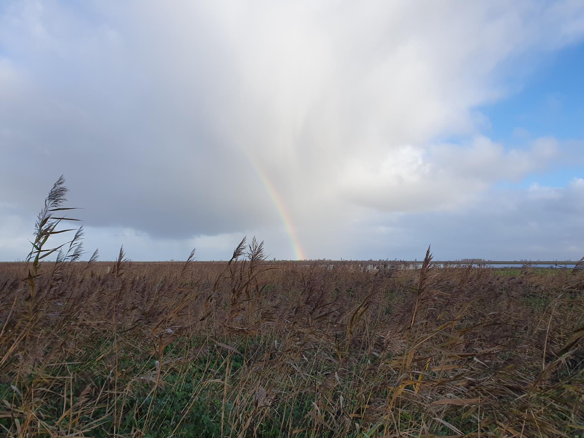 (Oostvaardersplas). Foto van Johan Meijer.
Regenboog